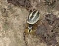 Heliophanus melinus
